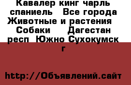 Кавалер кинг чарль спаниель - Все города Животные и растения » Собаки   . Дагестан респ.,Южно-Сухокумск г.